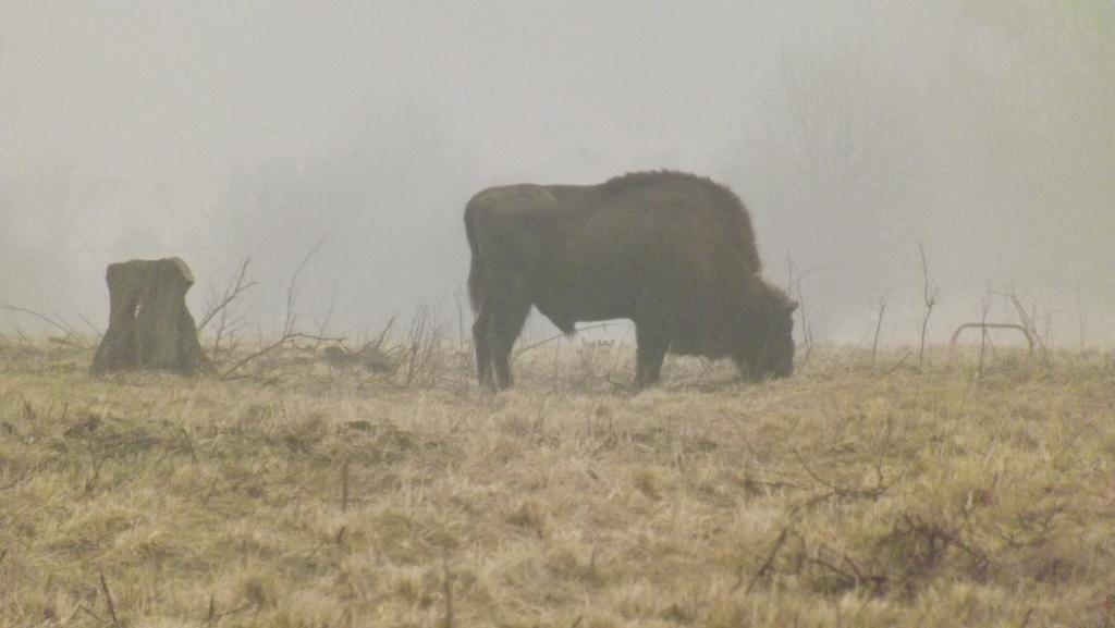 Dwor Na Otulinie Villa Białowieża Dış mekan fotoğraf