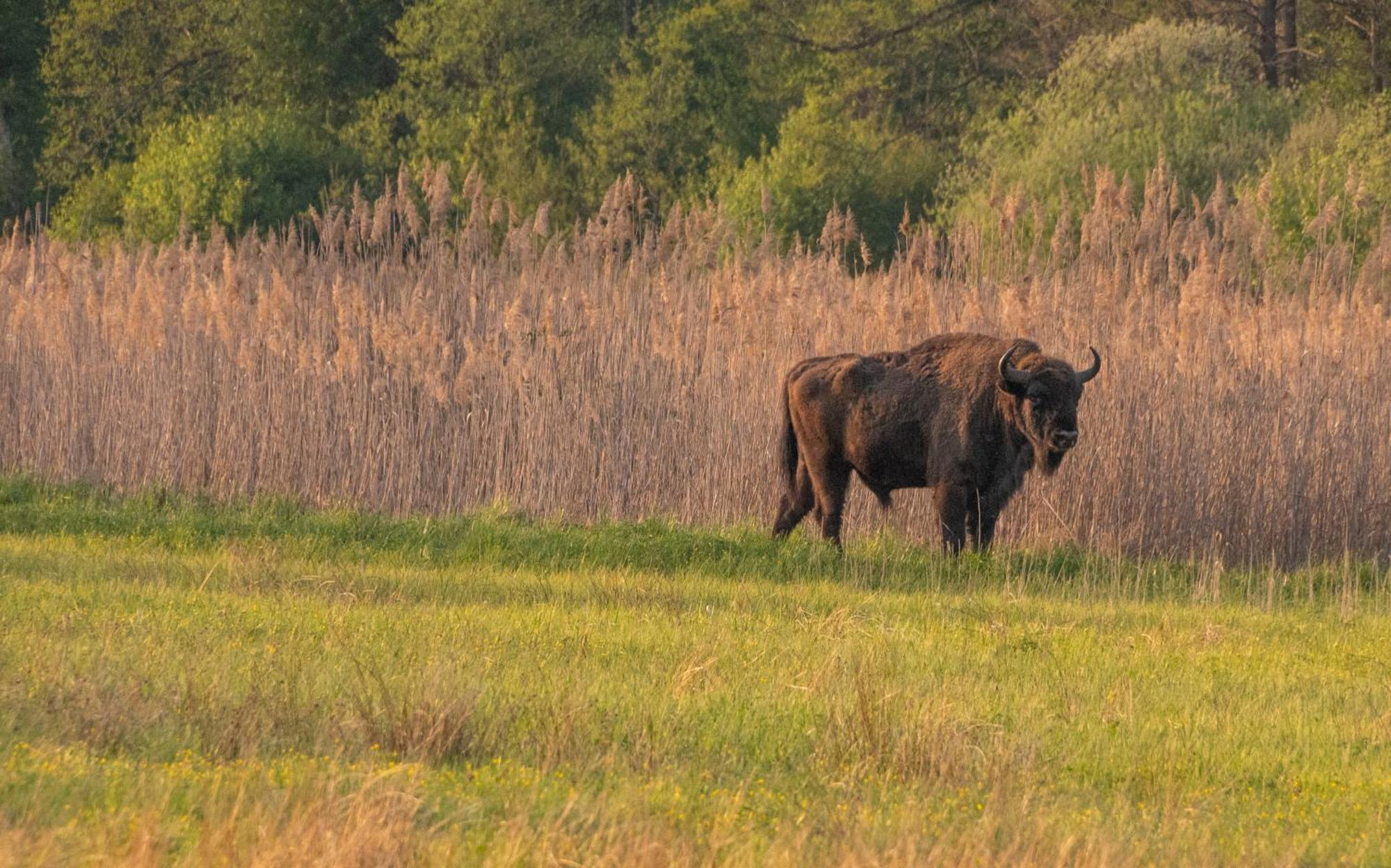 Dwor Na Otulinie Villa Białowieża Dış mekan fotoğraf